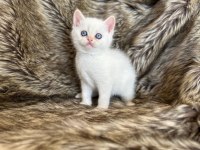 British shorthair ırkının en güzel örnekleri