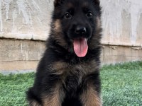 ÜST DÜZEY ALMAN ÇOBAN KÖPEĞİ YAVRULARI SECERELİ