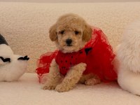 Yavru Maltipoo Bebeklerimiz