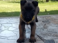 Belçika malinois