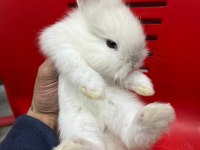 Mini mini tavşan yavruları