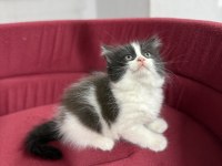 British Longhair Bicolor Sevimli Yavrular