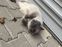 Kedi british shorthair Dişi