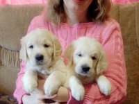 Golden Retriever Adrese Teslim Hizmetimiz Vardır