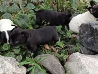 2 Erkek Ve 1 Dişi French Bulldog Yavruları