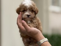 MALTİPOO YAVRULARI