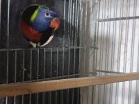 Lori papağanı erkek