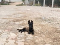 Kalitenin tek adresi A+ kalite malinois yavrular