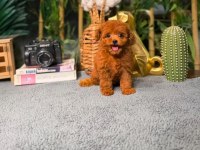 Garantili Poodle Bebekler
