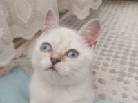 Pamuk minnak oyuncu british shorthair