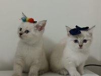 Ücretsiz british shorthair sahiplendirme