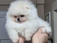 ÜST KALİTE TEACUP ORİJİNAL IRK POMERANİAN BOO (DİŞİ)