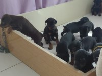 IRK GARANTİLİ DOBERMAN BEBEKLERİMİZ MEVCUT