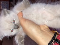 British shorthair yavrular