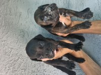 Cane Corso yavru