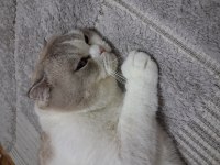 Scottish fold kedisi