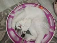 Silver Chinchilla Rengi 4,5 Aylık Safkan Yavrumuz