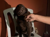 Labrador Bebekleri