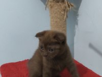 Scottish fold çikolata
