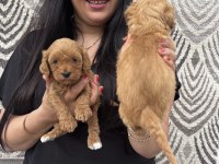 Ufacık koyu renk maltipoo yavrularım