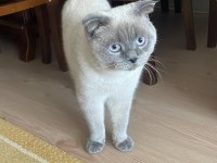 UCRETSİZ SAHİPLENME KEDİMİZ