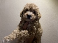 A kalite kıvırcık maltipoo bebekler