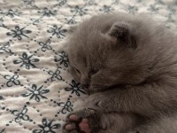 Tatlı yavrumuza yeni yuva arıyoruz scottish fold