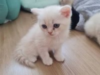 British shorthair yavrularımız
