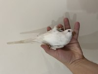 5 Aylık Kırmızı Gözlü Full Evcil Monk Papağanı