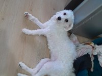 Maltese terrier 1 kasım 2022 doğumlu