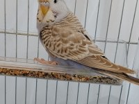 3 AYLIK DİŞİ JUMBO MUHABBET