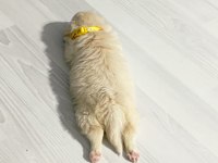 Yavrular yeni yuvalarını arıyor terrier