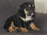 SİTENİN EN RENKLİ EN MÜTEVAZİ BULLDOG ŞEKERLERİ