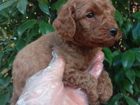 Toy Poodle Yavru Köpeklerimiz