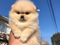 Üst kalite ayı surat pomeranian bebekler