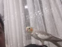 Evcil Sultan Papağanı