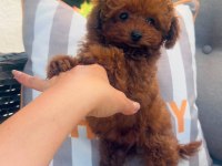 6 Aylık 1200 Gr Tea Cuo Kore Poodle Yavrumuz