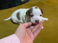 Bu hafta acil uygun dişi kısa bacak köpeğimiz