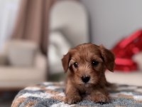 Minik Maltipoo