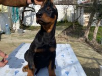 KİNG Doberman köpeği yavru