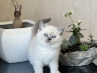 BLUE POİNT MAVİ GÖZ BRİTİSH SHORTHAİR YAVRUM