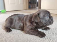FRENCH BULLDOG YAVRU