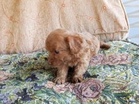 Maltipoo yavruları
