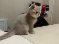 2 aylık british shorthair