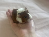 Sütten kesilen ginepigler