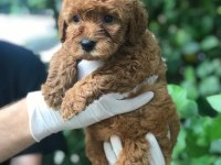 A KALİTE POODLE AYARINDA MALTİPOO BEBEK