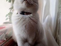 11 aylık british shorthair