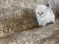 VETERİNER HEKİMDEN SCOTTİSH BRİTİSH YAVRULAR