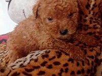 Anne altından toy poodle bebekler
