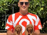 Toy poodle bebeklerimiz